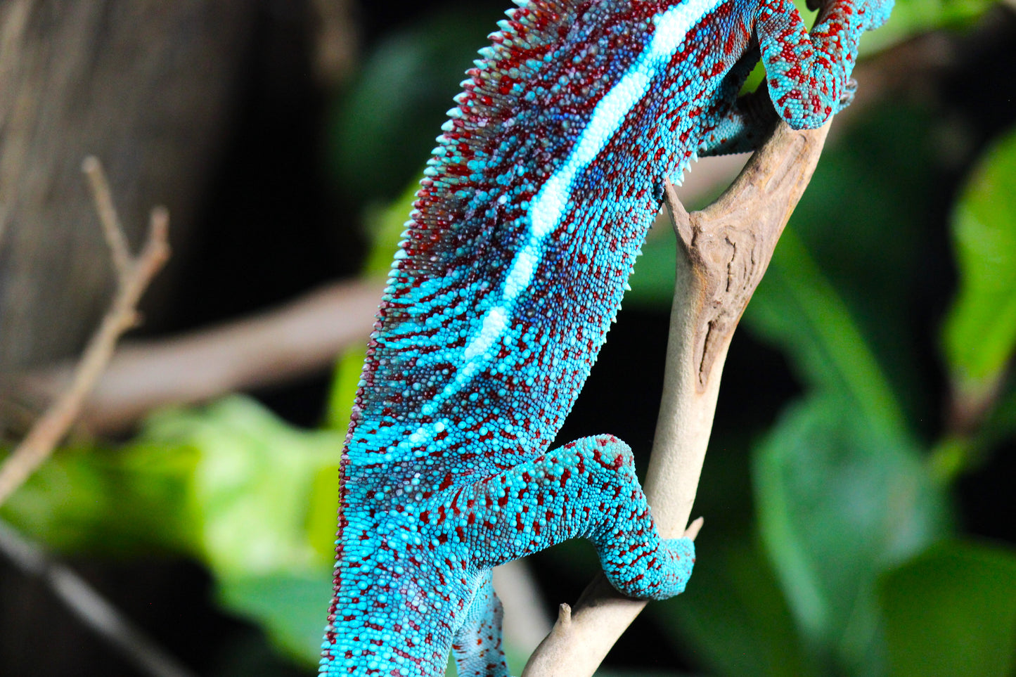 Blurple (Blue Ambanja) Panther Chameleon