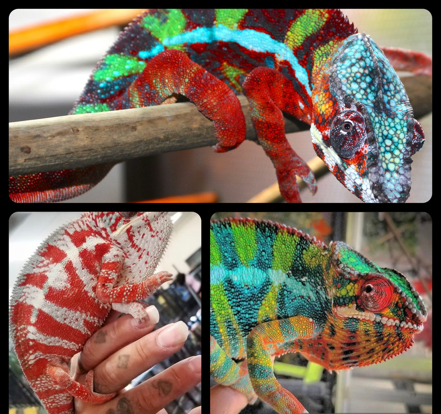 Male (75 % Ambilobe 25 % Cap Est) Designer Panther Chameleon