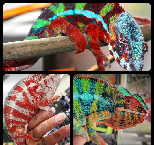 Male (75 % Ambilobe 25 % Cap Est) Designer Panther Chameleon