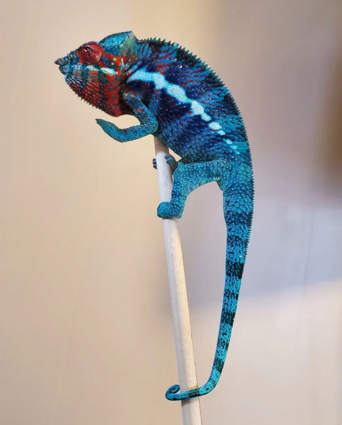 Blurple Panther Chameleon T1