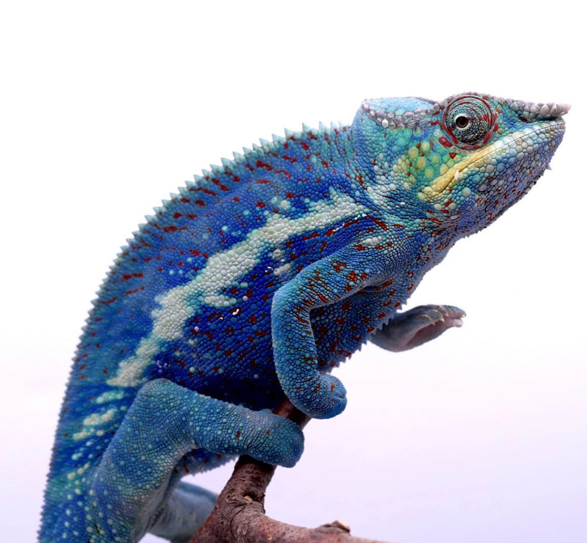 Blurple Panther Chameleon T1