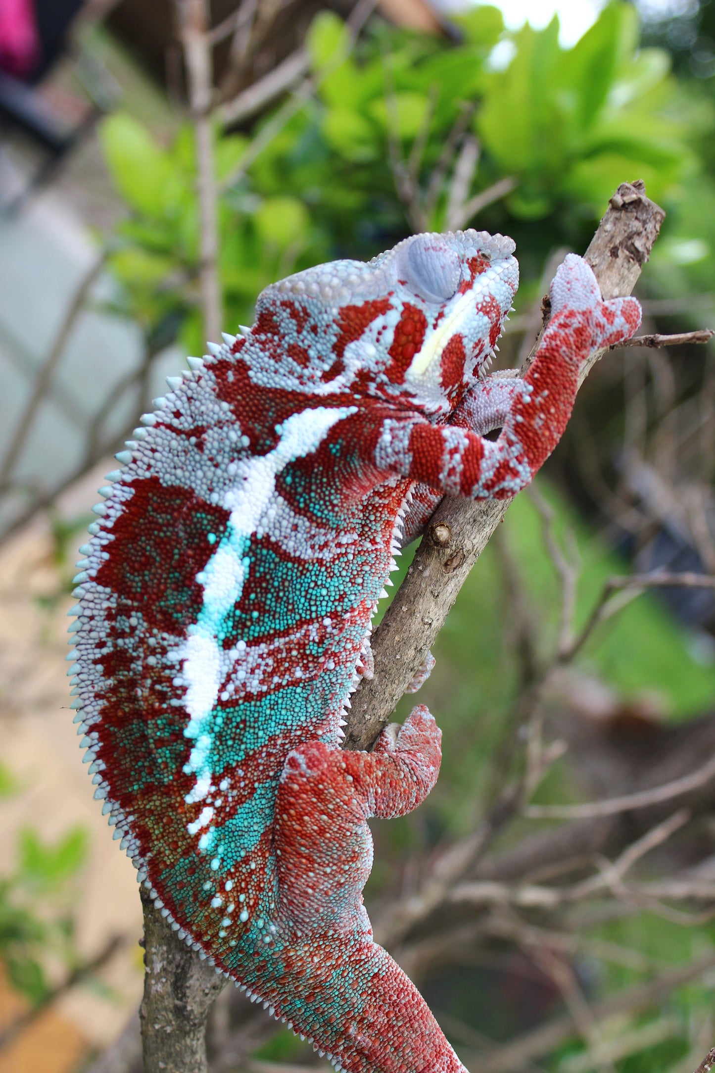 Nosy Boraha Panther Chameleon