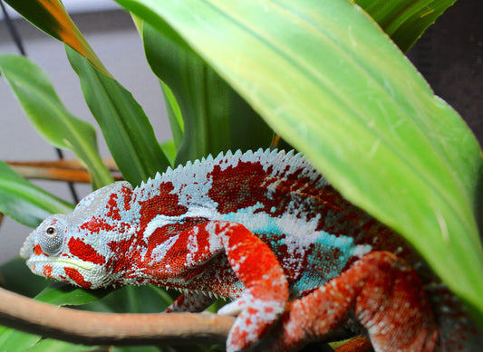 Nosy Boraha Panther Chameleon