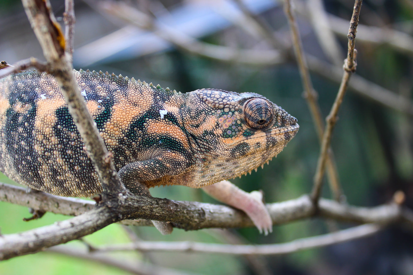 Female Ambilobe Panther Chameleon A1 RTB