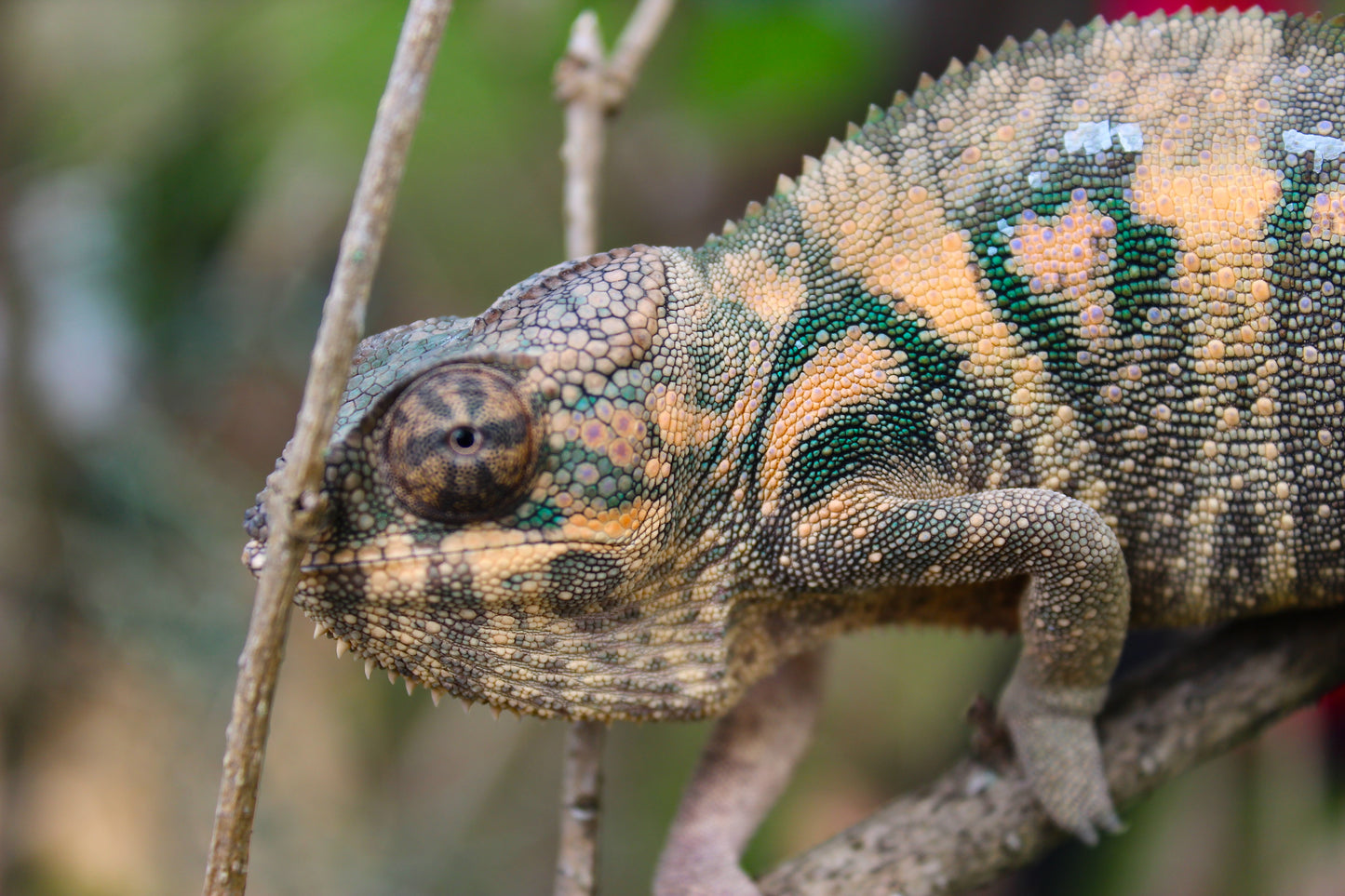 Female Ambilobe Panther Chameleon A1 RTB