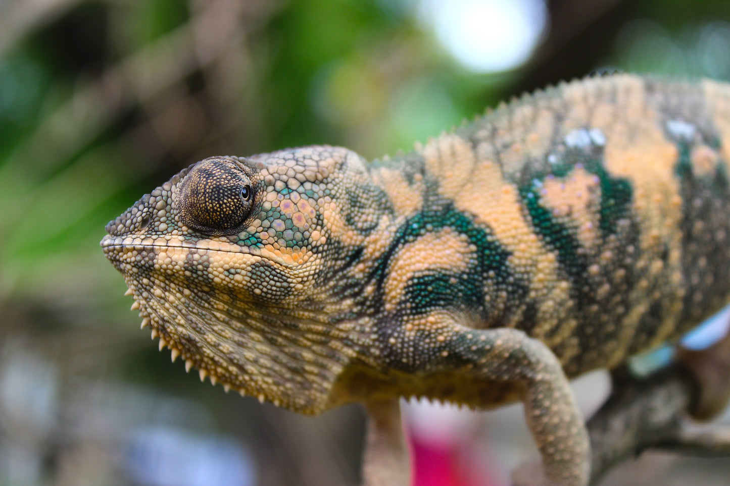 Female Ambilobe Panther Chameleon A1 RTB