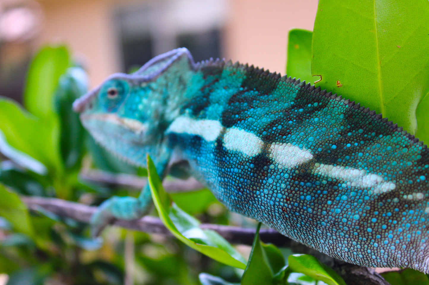 Blurple Panther Chameleon T2