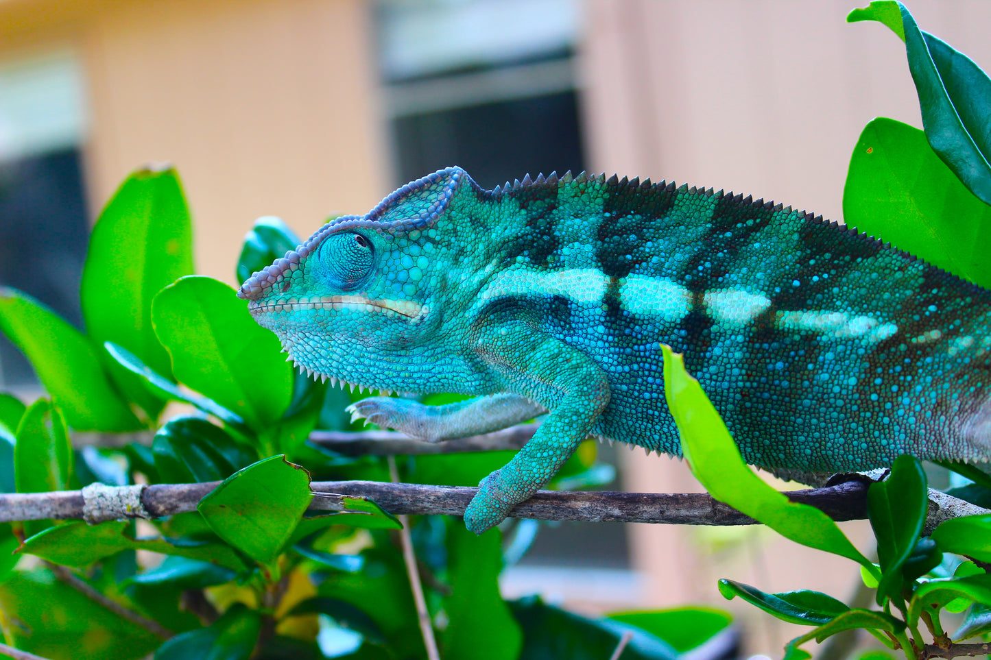 Blurple Panther Chameleon T2