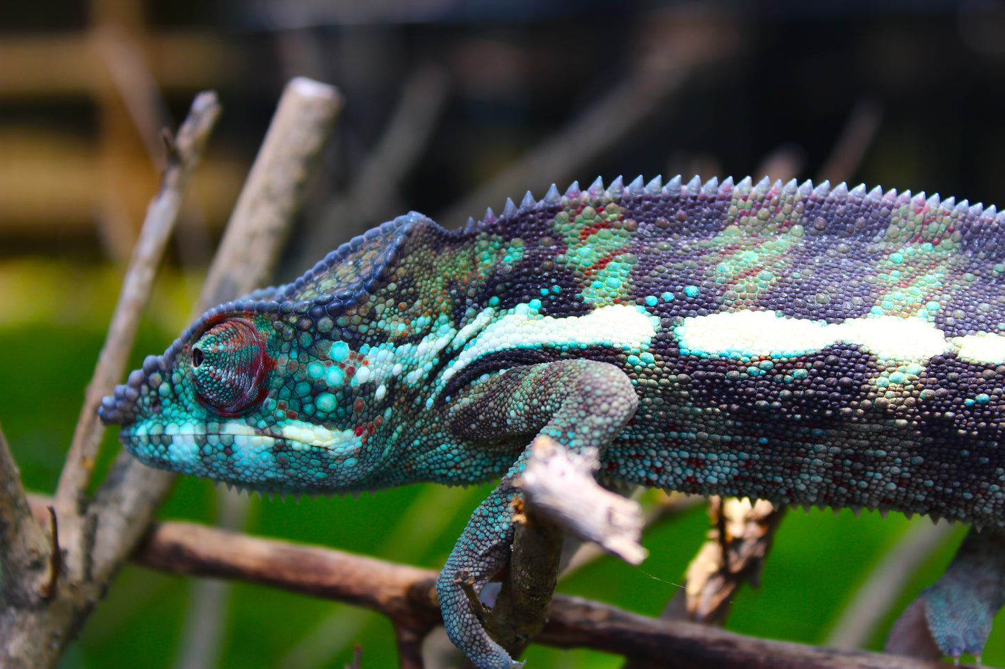 Blurple Panther Chameleon T1