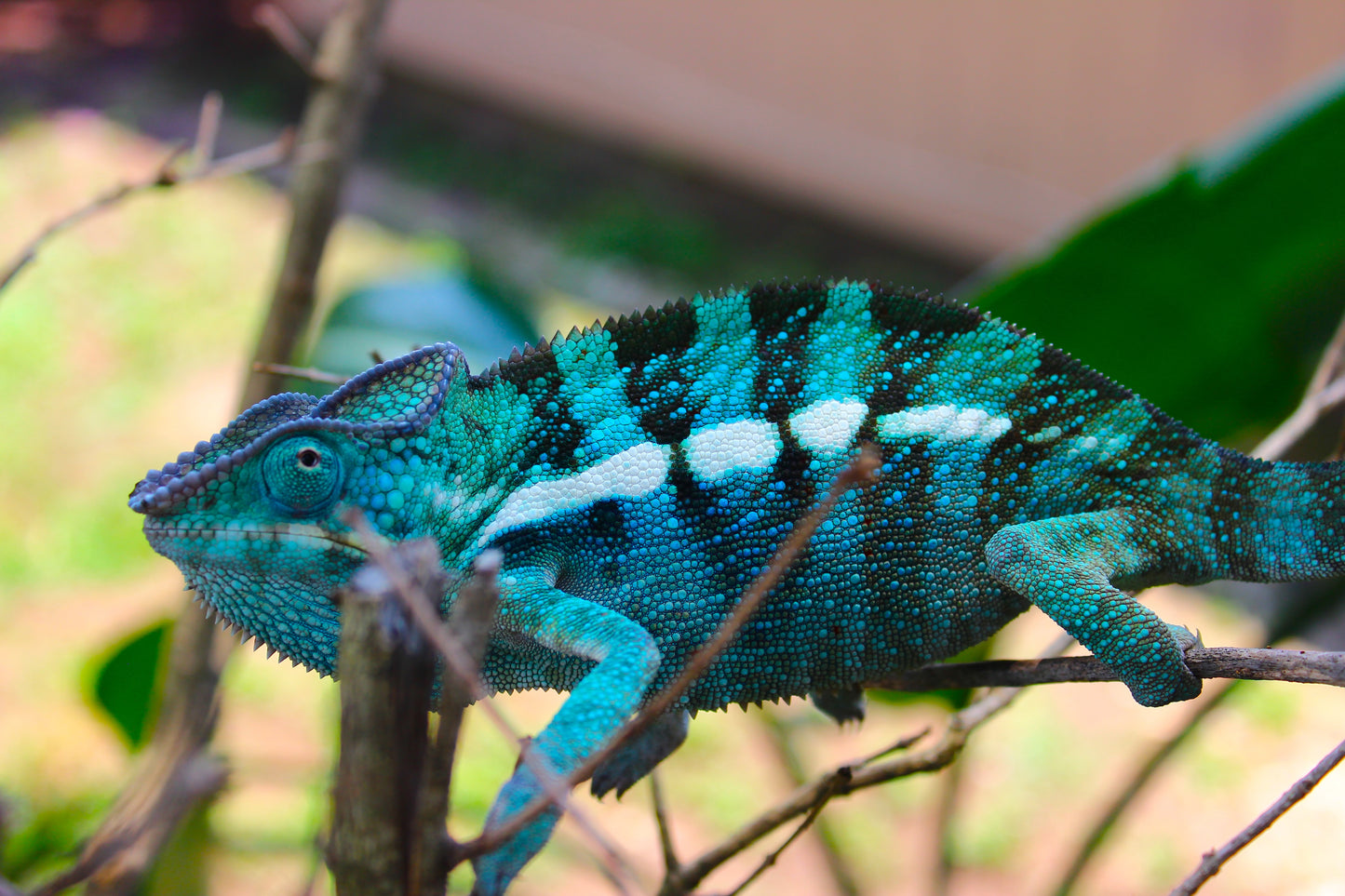 Blurple Panther Chameleon T2