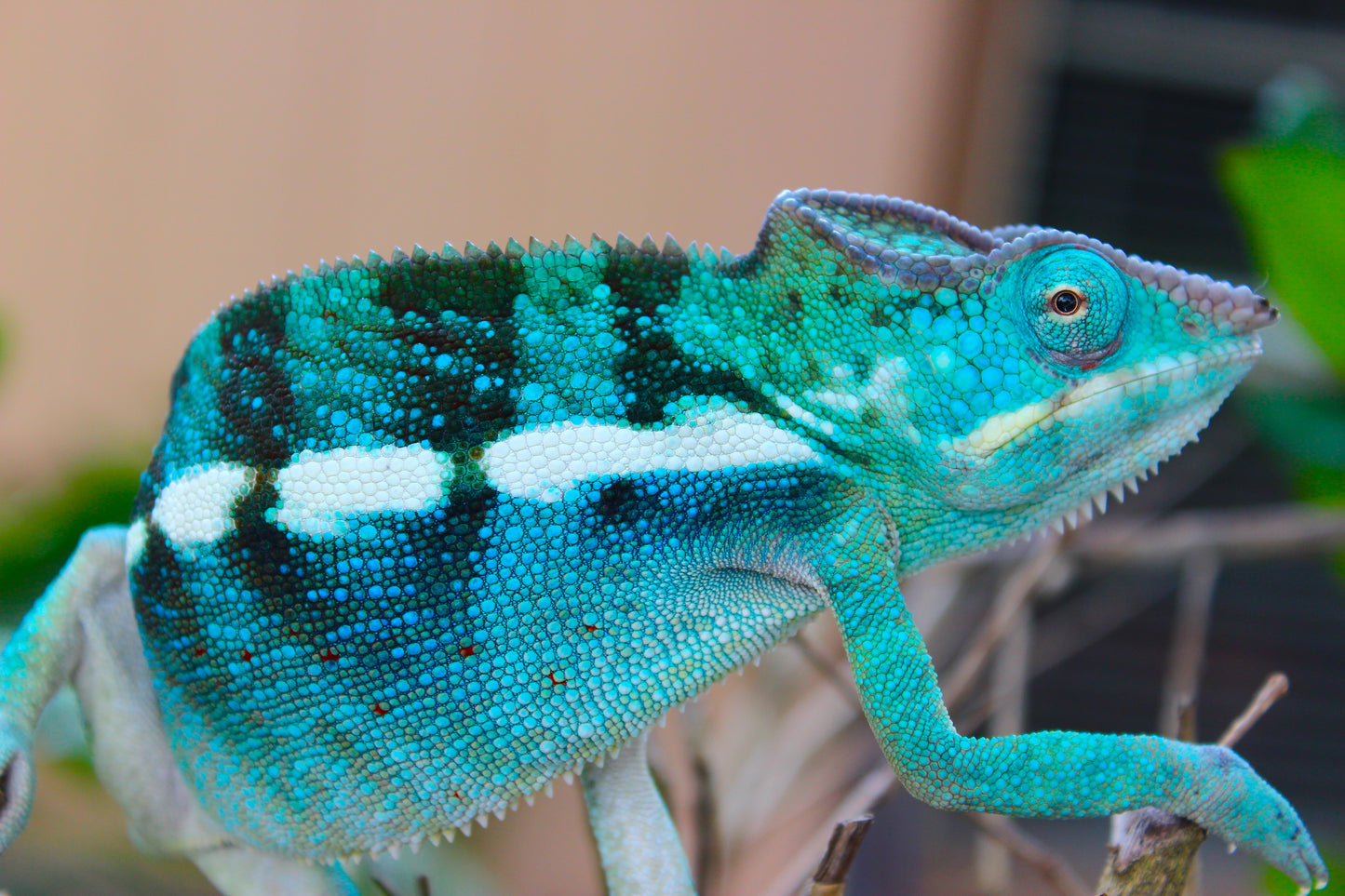 Blurple Panther Chameleon T2