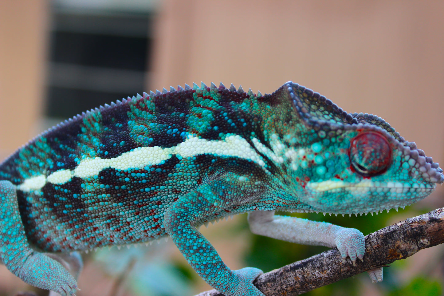 Blurple Panther Chameleon T1