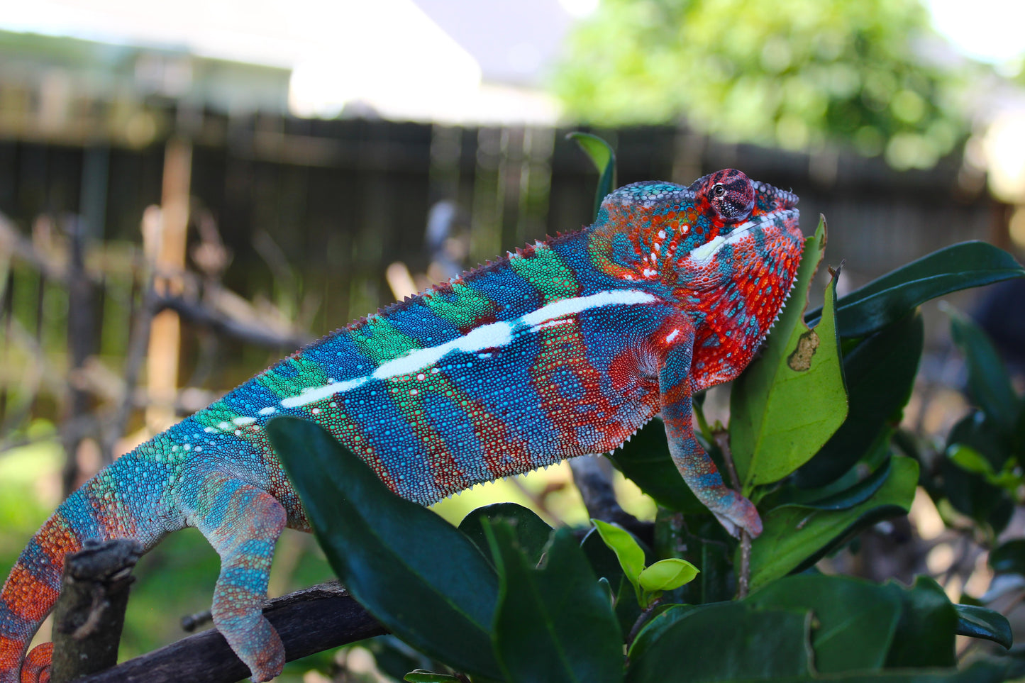 Ambilobe Panther Chameleon C4