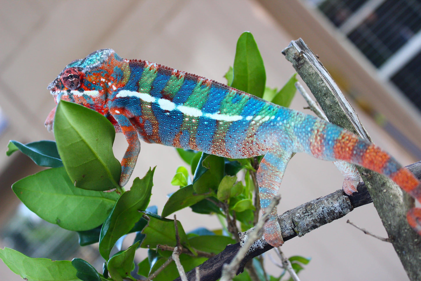 Ambilobe Panther Chameleon C4