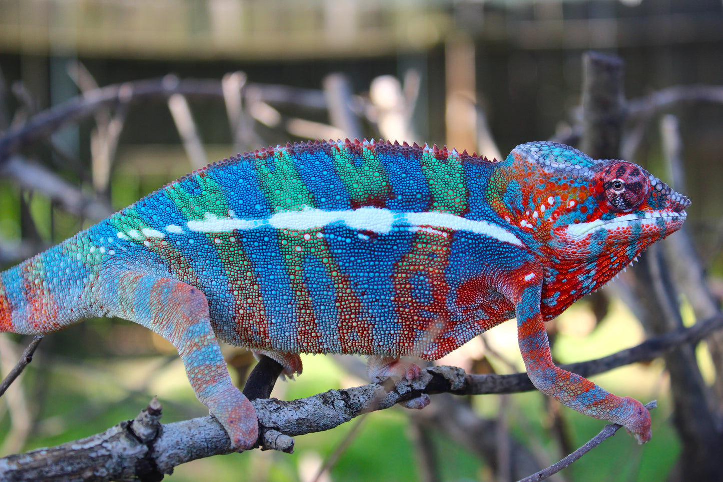 Ambilobe Panther Chameleon C4