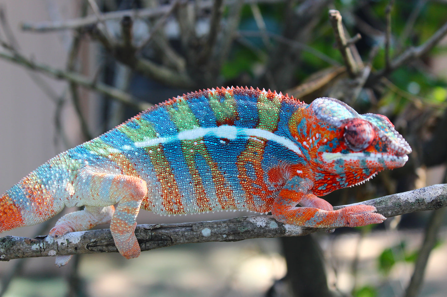 Ambilobe Panther Chameleon C4