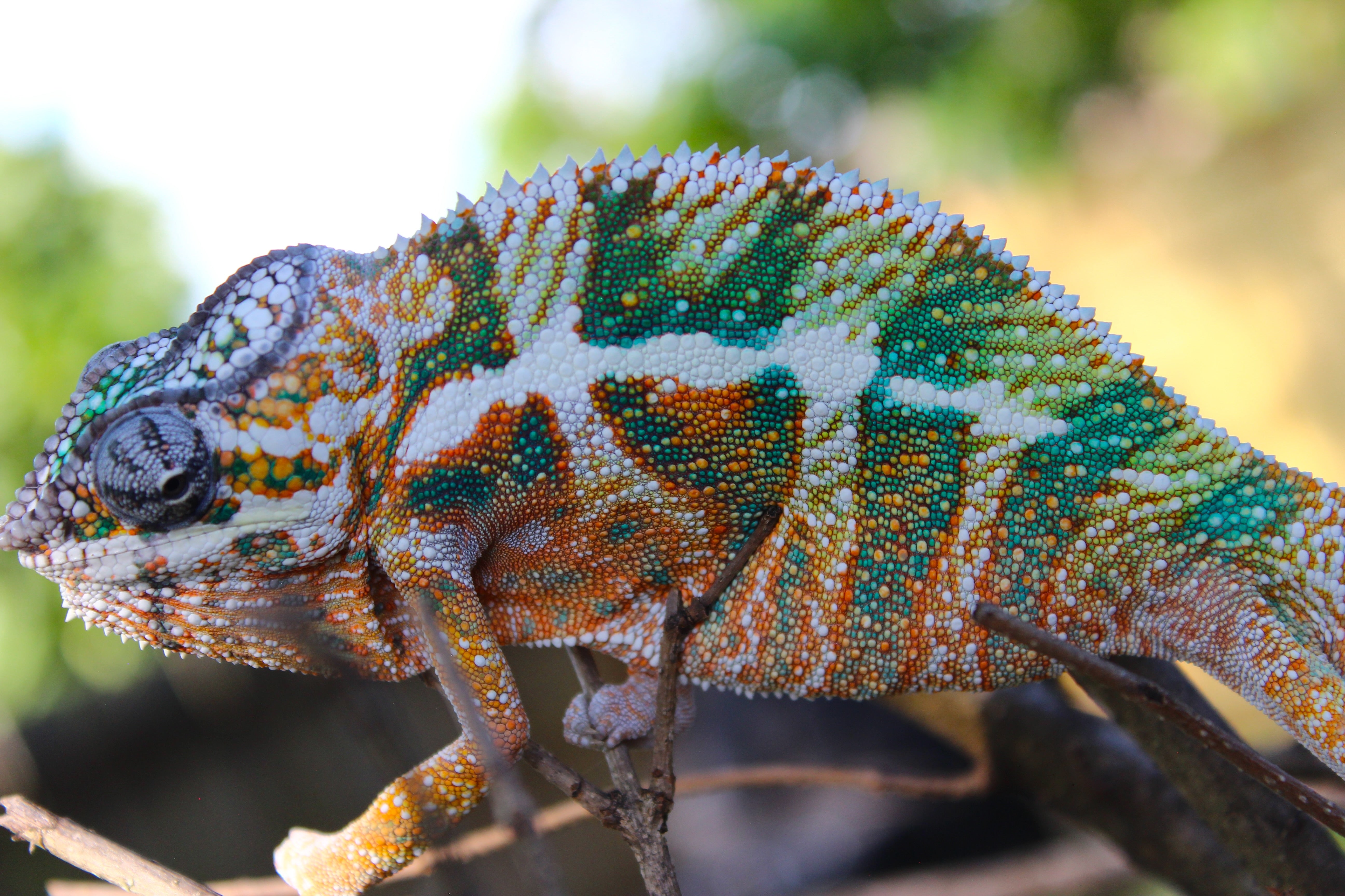 Ambilobe Panther Chameleon D3 – My Store