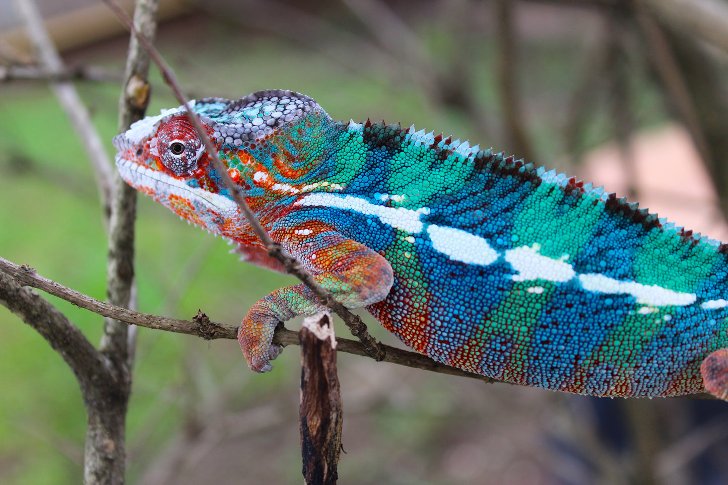 Ambilobe Panther Chameleon C7