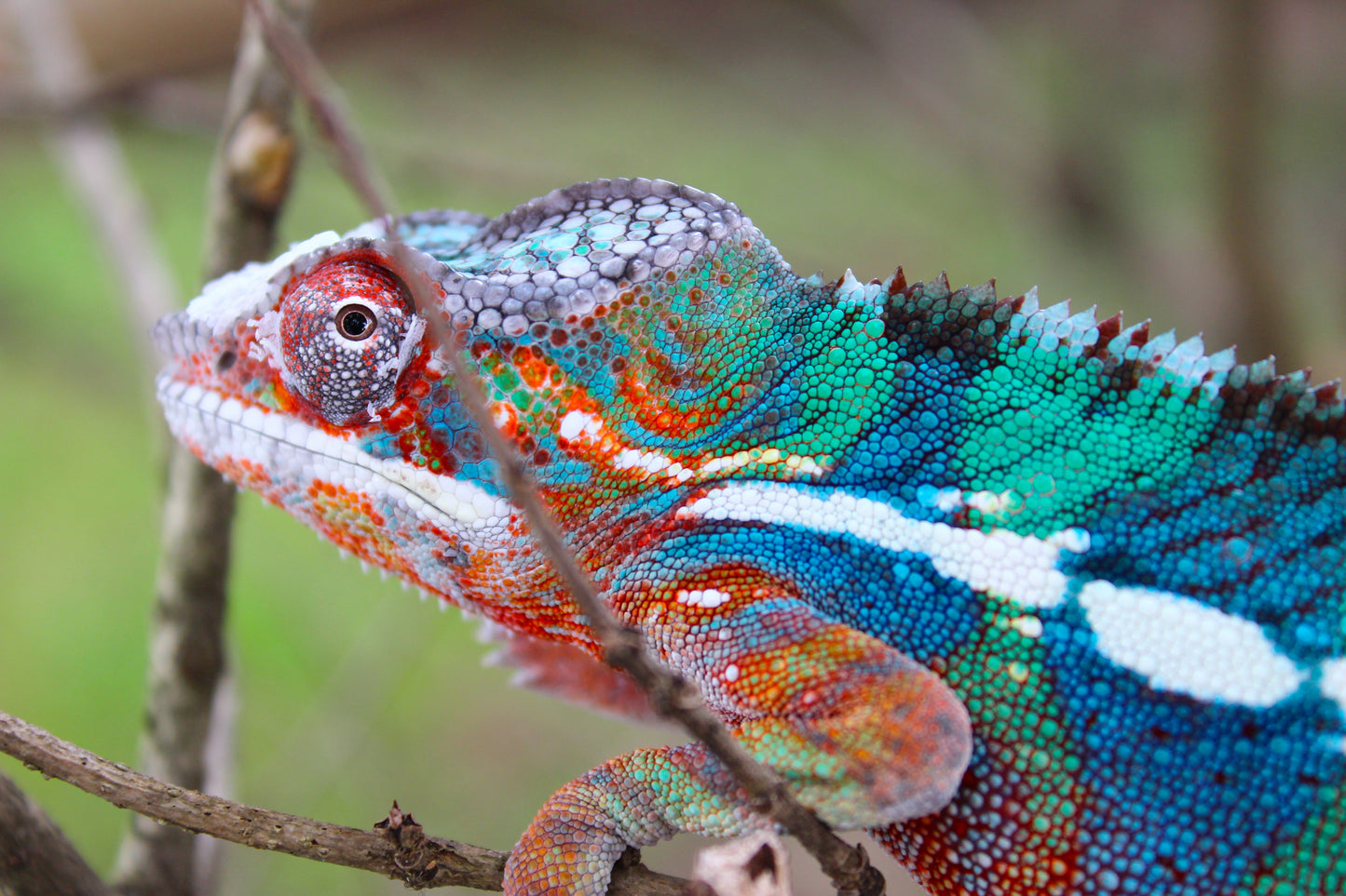 Ambilobe Panther Chameleon C7