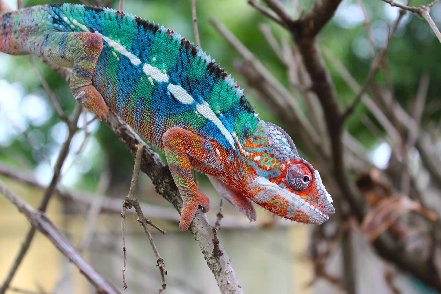 Ambilobe Panther Chameleon C7