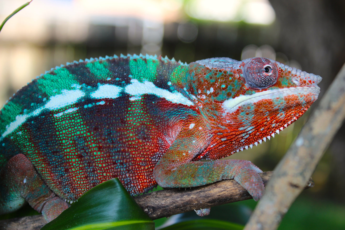 Ambilobe Panther Chameleon C2