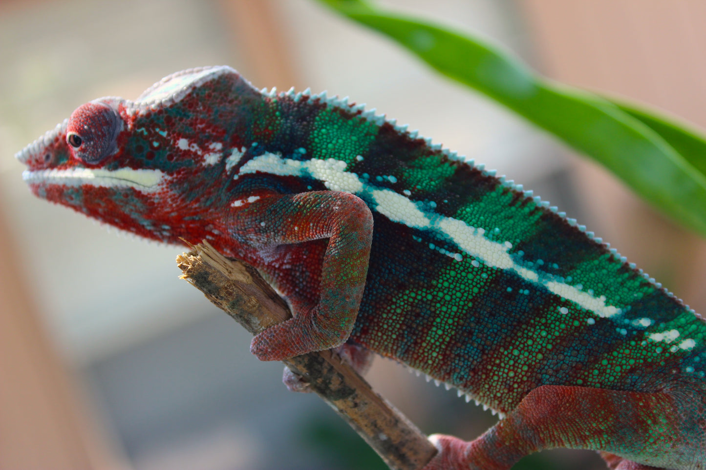 Ambilobe Panther Chameleon C2