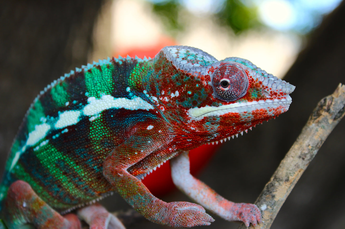 Ambilobe Panther Chameleon C2