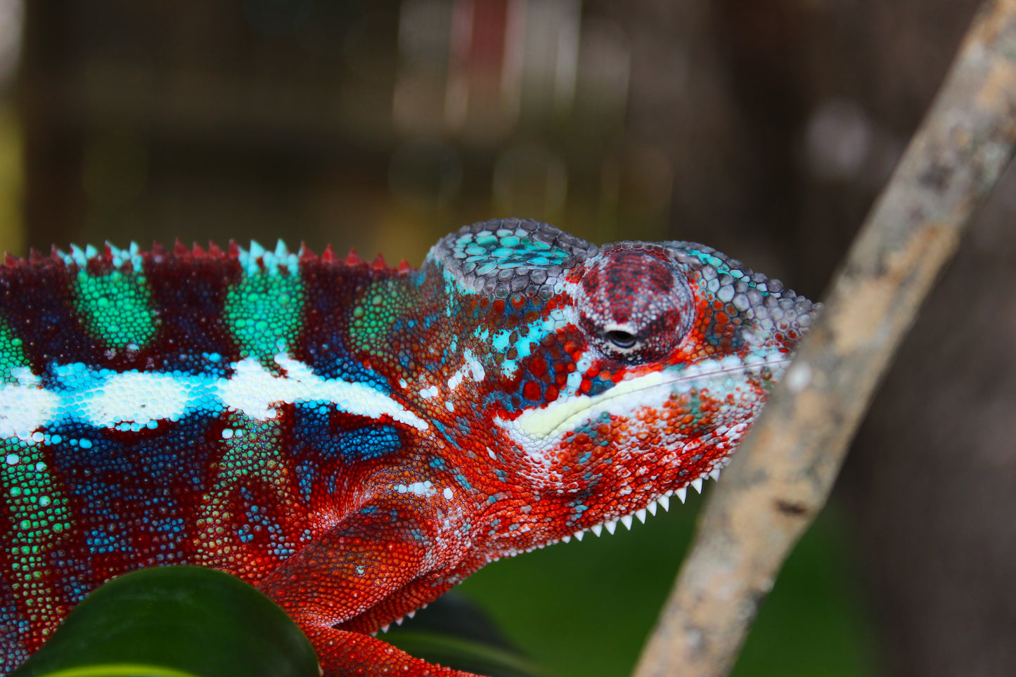 Ambilobe Panther Chameleon A23