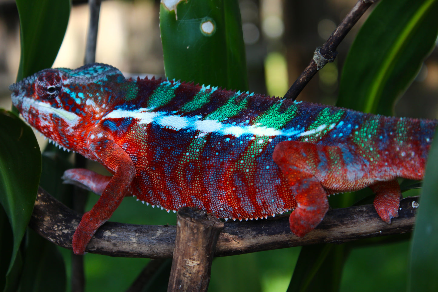 Ambilobe Panther Chameleon A23