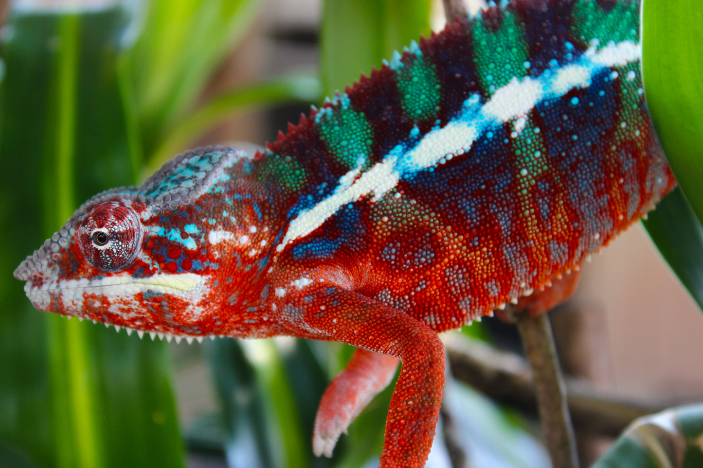 Ambilobe Panther Chameleon A23