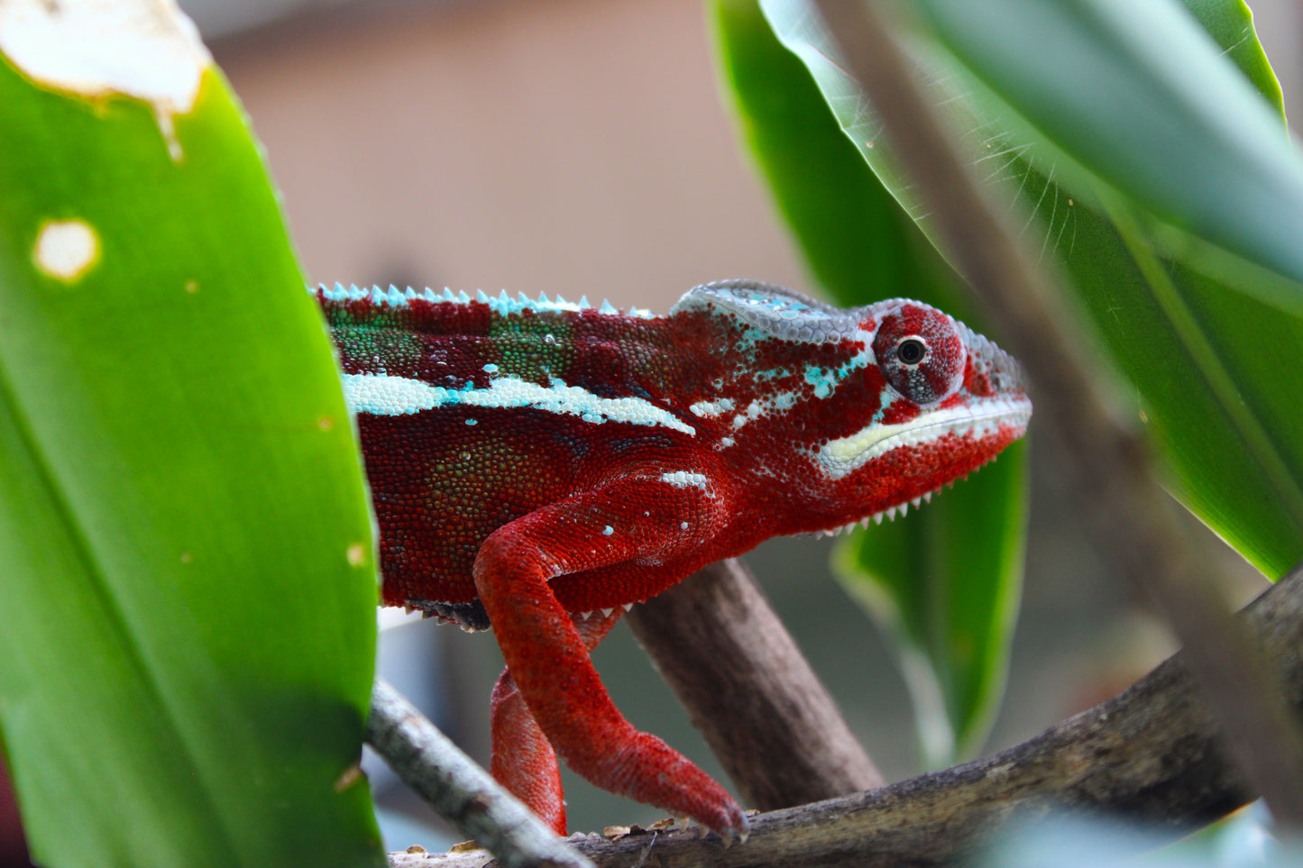 Ambilobe Panther Chameleon C23