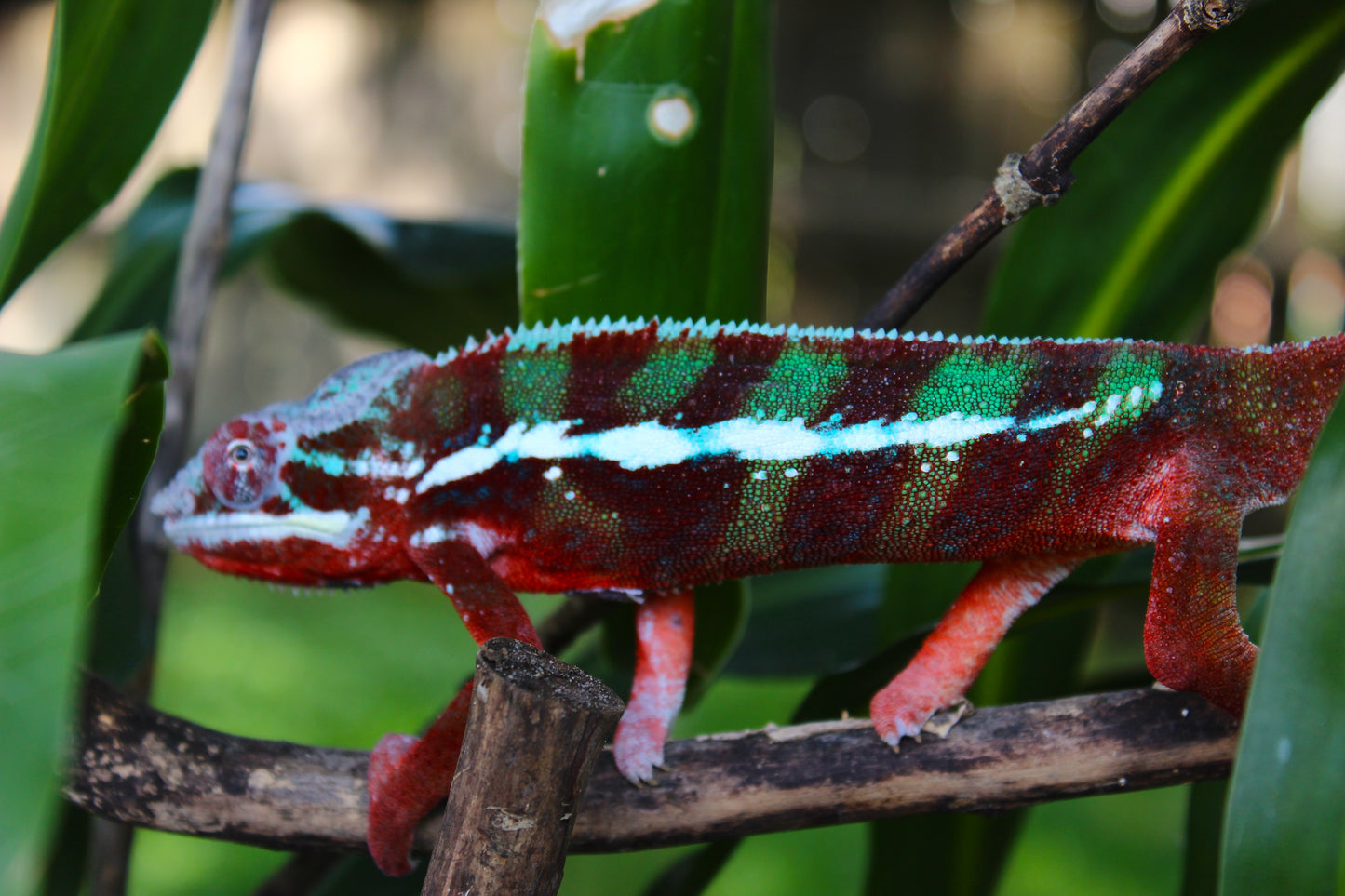 Ambilobe Panther Chameleon C23