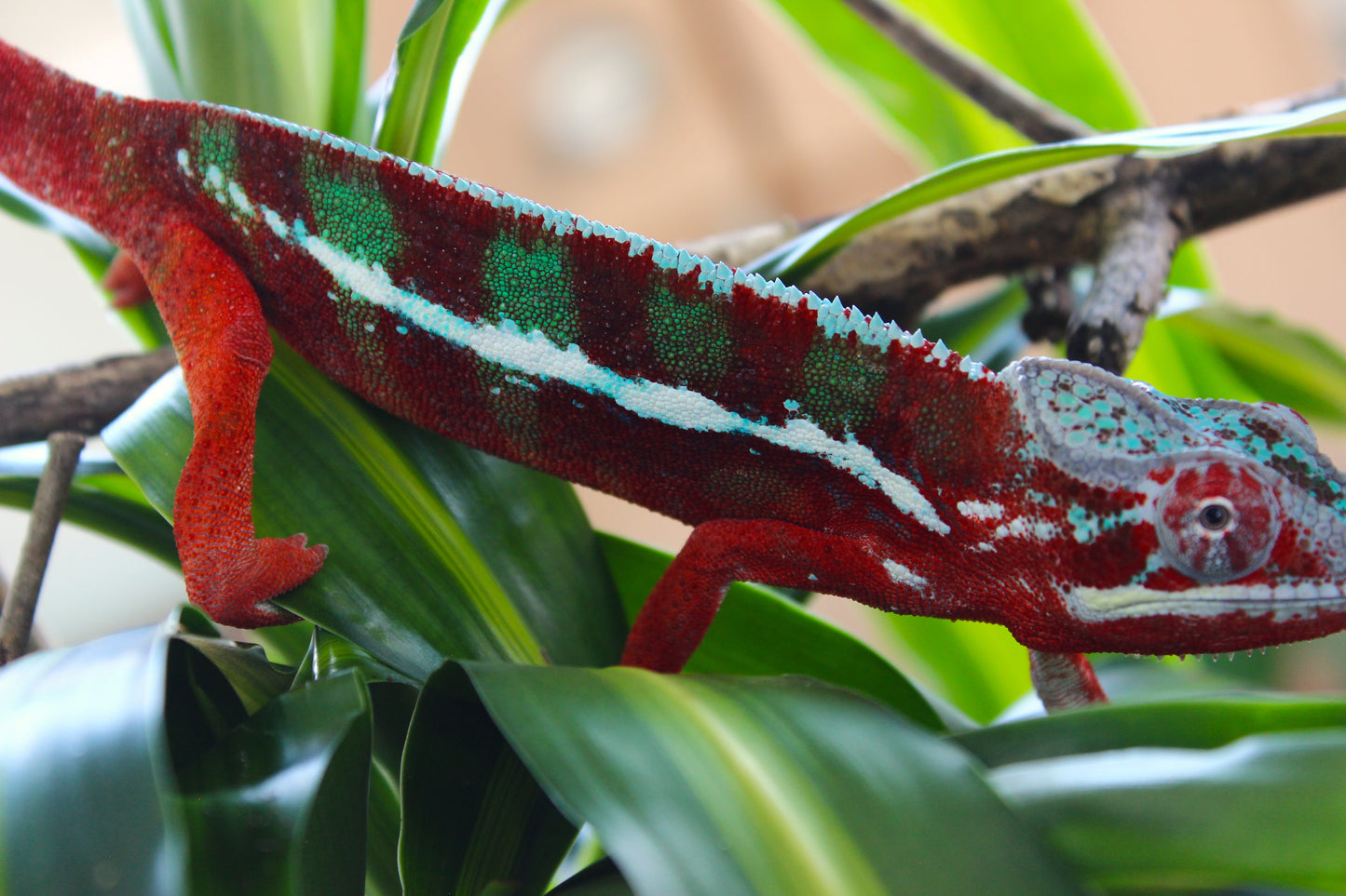 Ambilobe Panther Chameleon C23