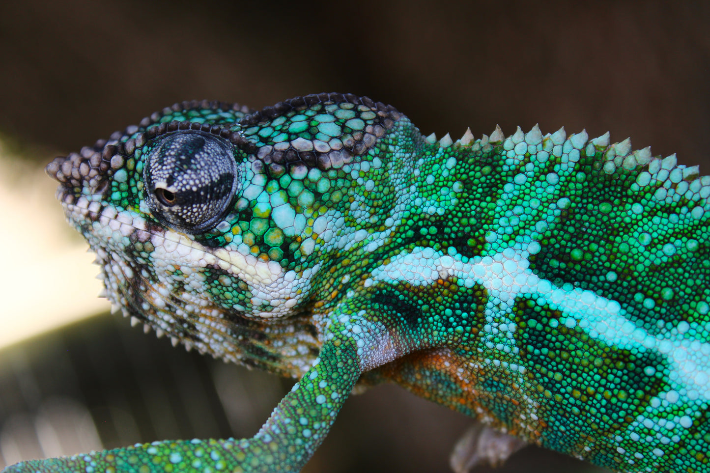 Ambilobe Panther Chameleon D3