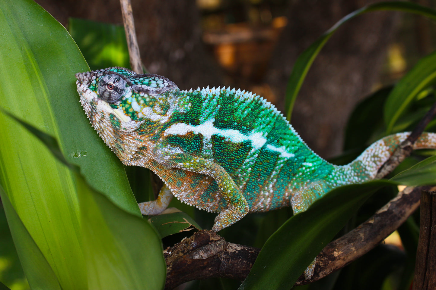 Ambilobe Panther Chameleon D3