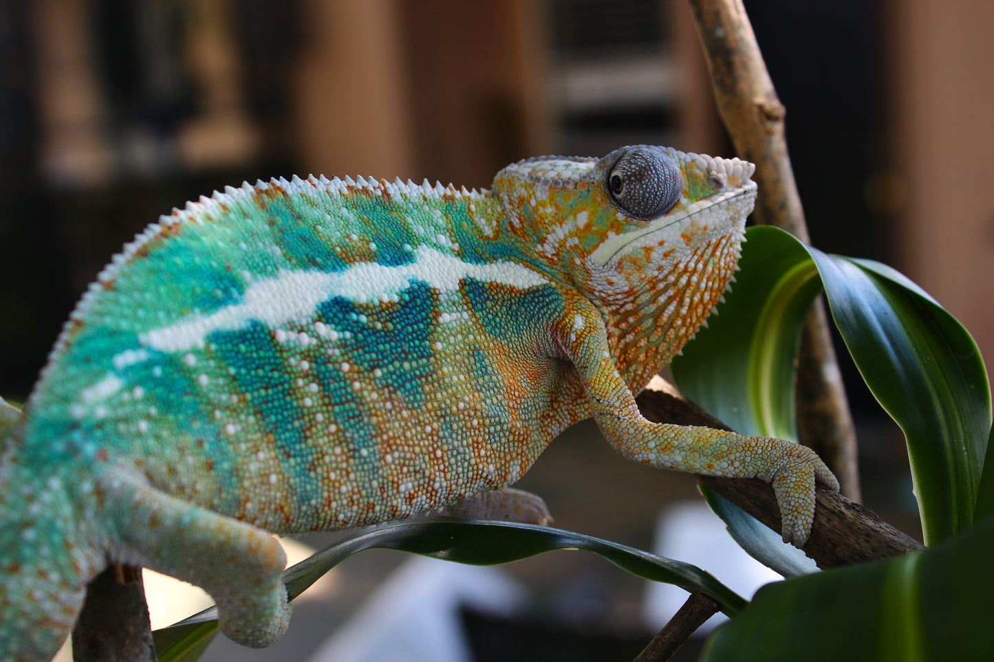 Ambilobe Panther Chameleon E4