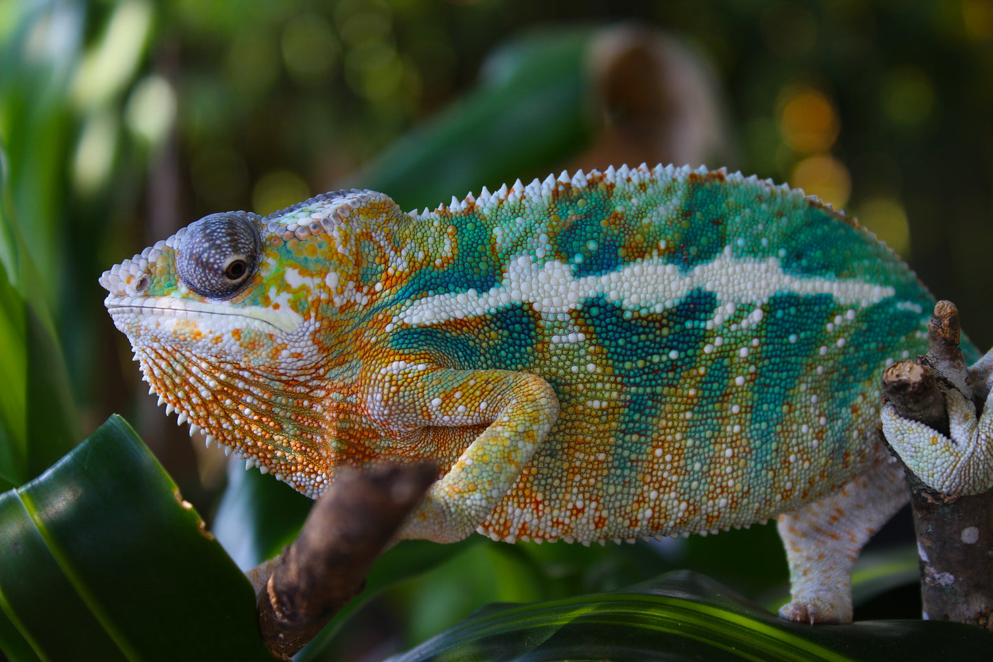 Ambilobe Panther Chameleon E4