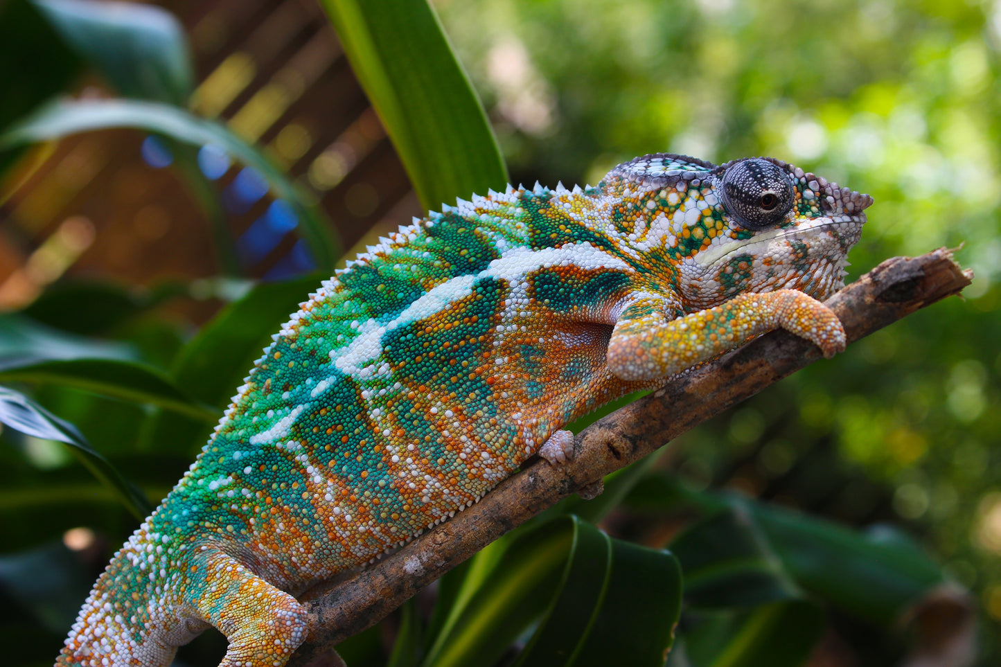 Designer Panther Chameleon D3