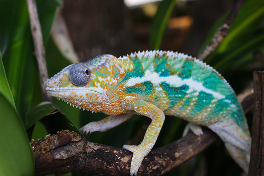 Ambilobe Panther Chameleon E4