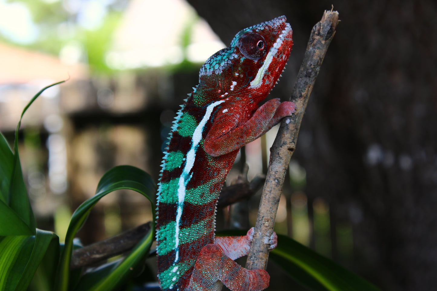 Ambilobe Panther Chameleon C20