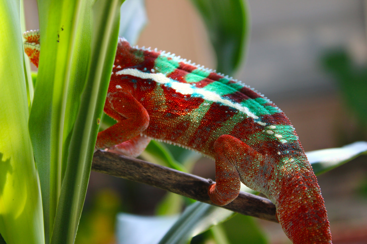 Ambilobe Panther Chameleon C20