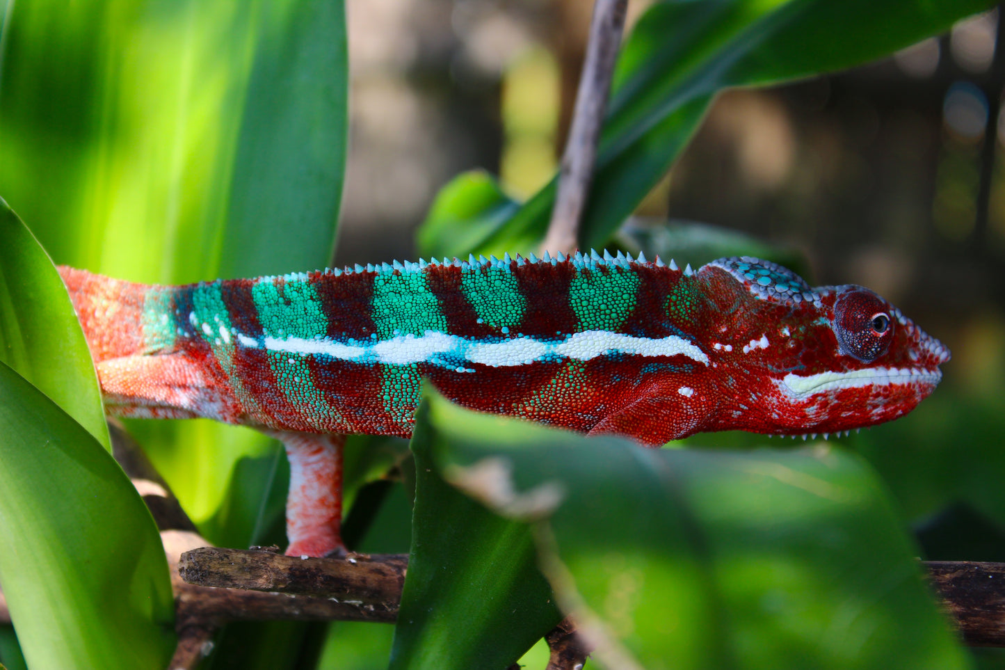 Ambilobe Panther Chameleon C20