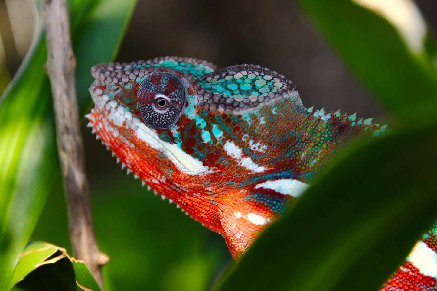 Ambilobe Panther Chameleon C31