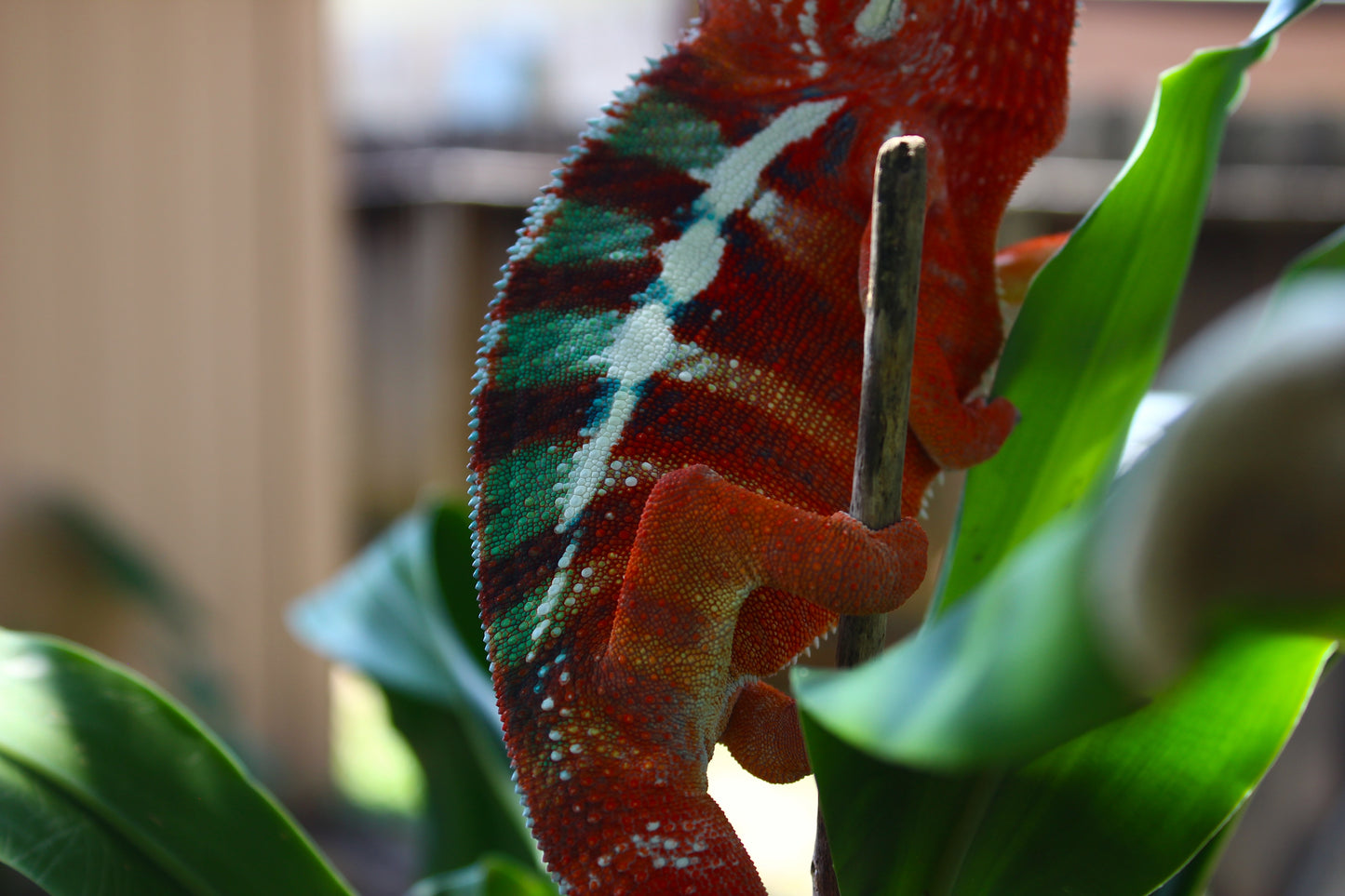 Ambilobe Panther Chameleon C31