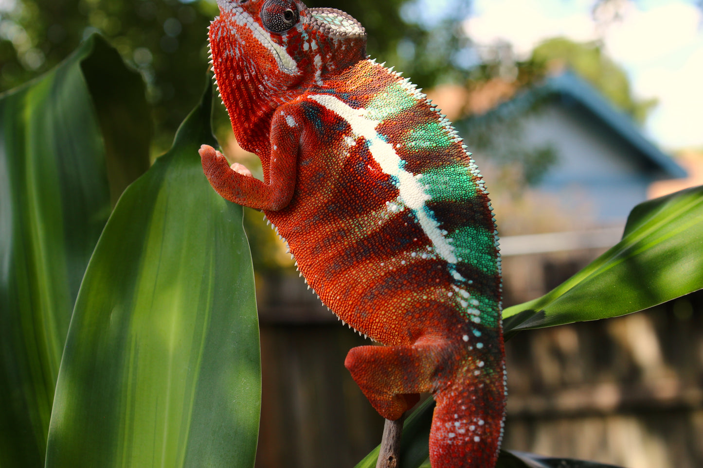 Ambilobe Panther Chameleon C31