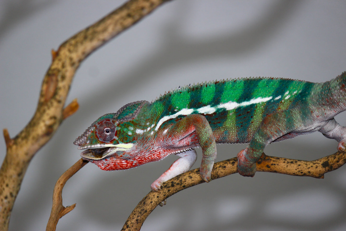 Ambilobe Panther Chameleon C20