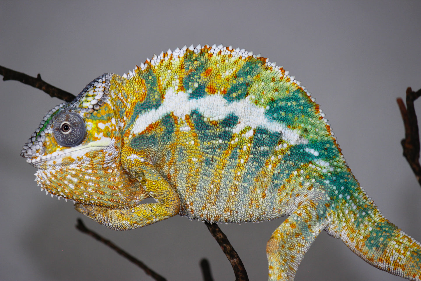 Designer Panther Chameleon E4