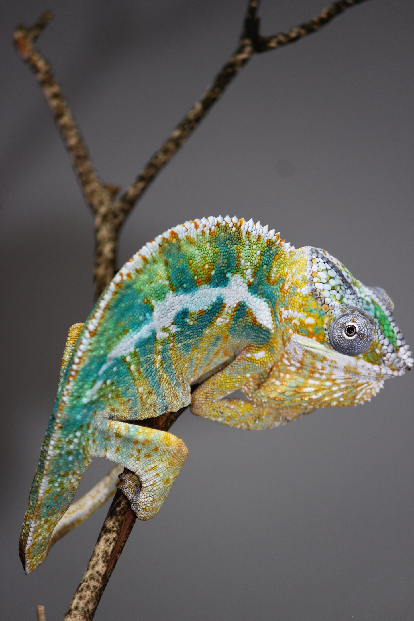 Designer Panther Chameleon E4