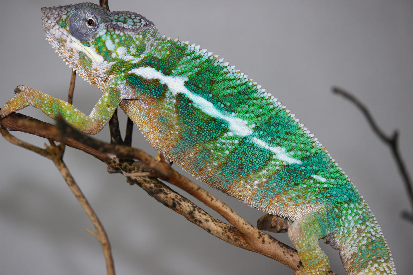 Designer Panther Chameleon D3