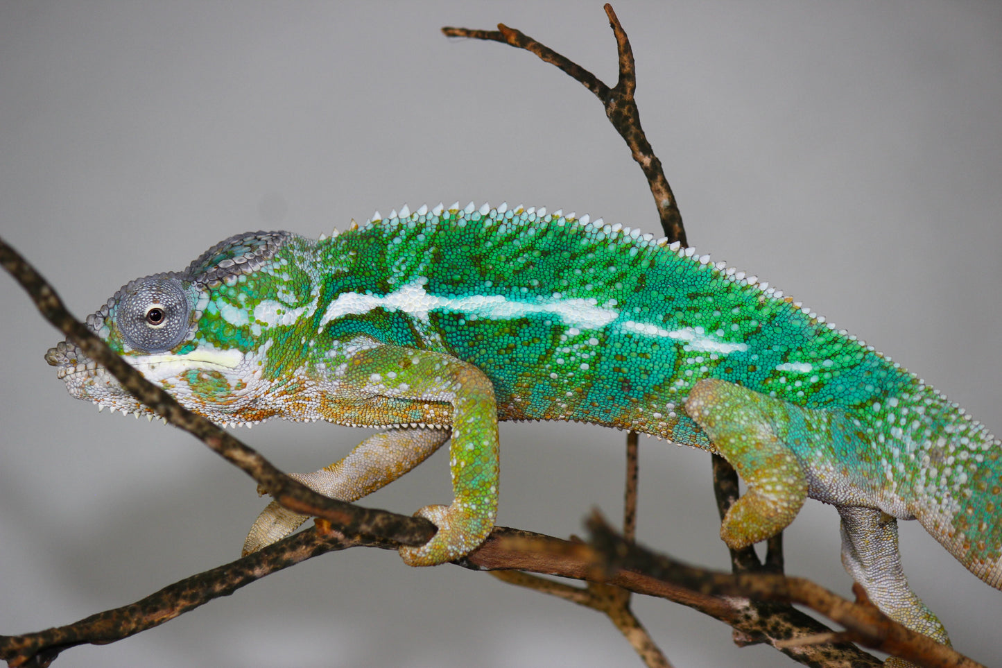 Designer Panther Chameleon D3